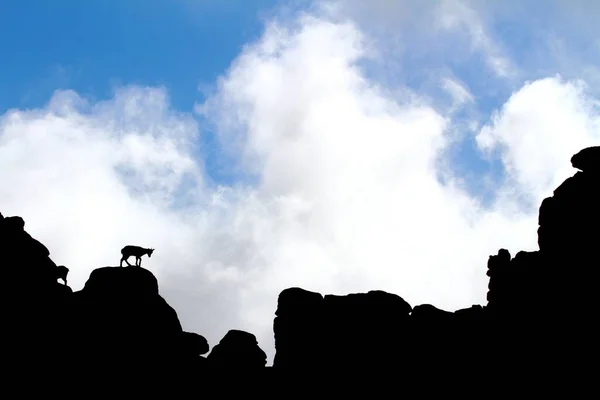 Mavi Gökyüzüne Karşı Kayaların Tepesindeki Dağ Keçisinin Silueti — Stok fotoğraf