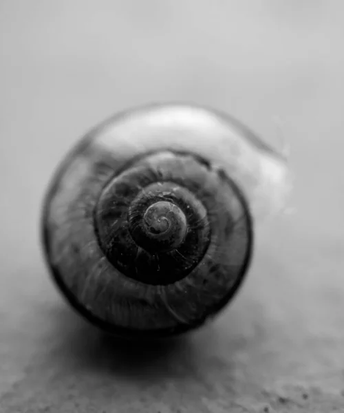 Gros Plan Vertical Niveaux Gris Escargot Avec Fond Flou — Photo