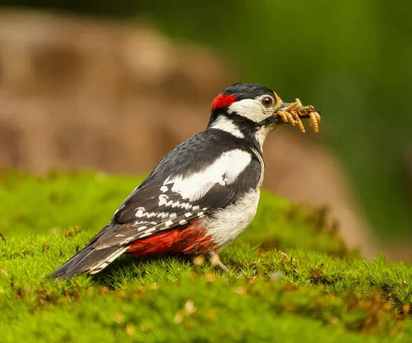 屋外で虫を食べる偉大な斑点のあるキツツキの選択的フォーカスショット — ストック写真