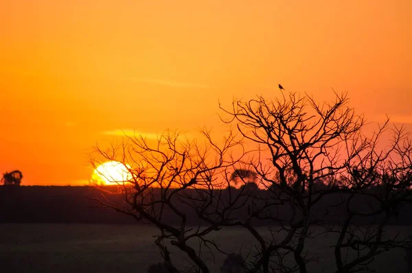 Scenic View Sunset Lake Few Trees Leaves Foreground — Stock Photo, Image