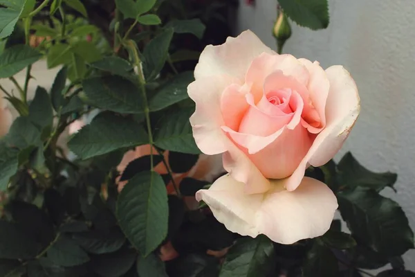 Closeup Shot Beautiful Rose Garden — Stock Photo, Image