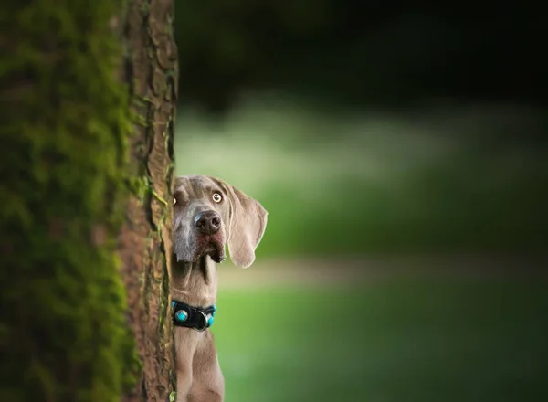 在阳光下 一只可爱的威玛瑞犬在户外的选择性镜头 — 图库照片