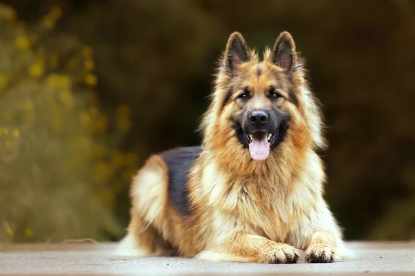 Een Selectieve Focus Shot Van Een Schattige Duitse Herder Buiten — Stockfoto