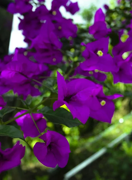 Tiro Vertical Uma Árvore Bougainvillea Roxa Sob Luz Solar Com — Fotografia de Stock