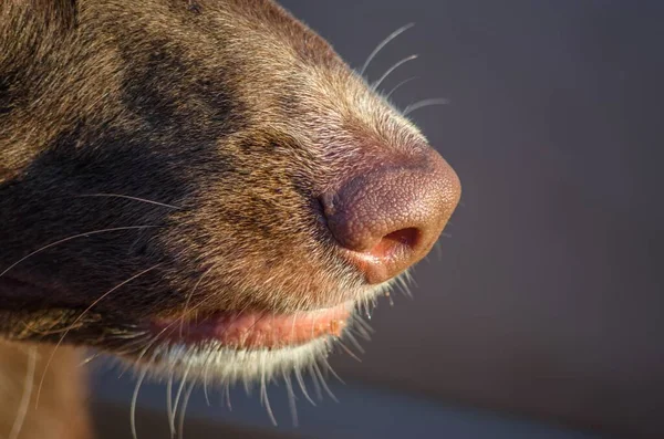 Tiro Foco Seletivo Cão Marrom Natureza Perfeito Para Fundo — Fotografia de Stock