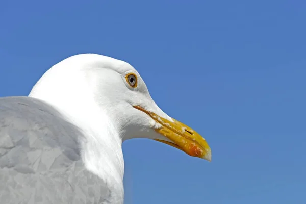 Uma Vista Baixo Ângulo Uma Gaivota Ocidental Sob Luz Solar — Fotografia de Stock