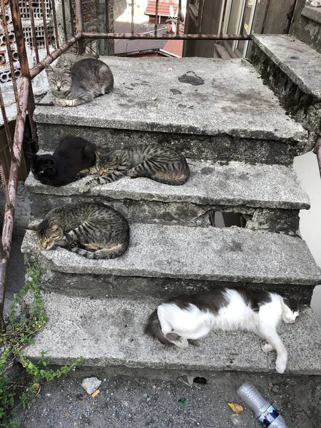 Tiro Ángulo Alto Muchos Gatos Durmiendo Escalera Piedra — Foto de Stock