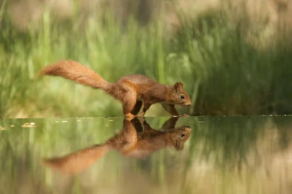 Selektiv Fokusbild Röd Ekorre Med Dess Reflektion Vattnet — Stockfoto