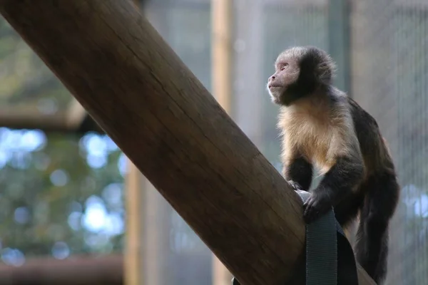 Eine Nahaufnahme Eines Kleinen Affen Auf Dem Holz — Stockfoto