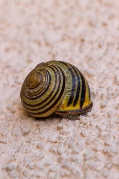 Close Shot Snail Pink Textured Background — Stock Photo, Image