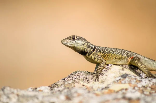 Selective Focus Shot Lizard Stone Beige Background — Stock Photo, Image