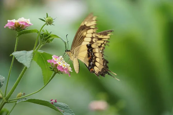东方世界燕尾蝶栖息在浅粉色花朵上的选择性聚焦镜头 — 图库照片
