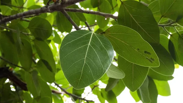 Gros Plan Feuilles Banyan Vert Pendant Journée — Photo