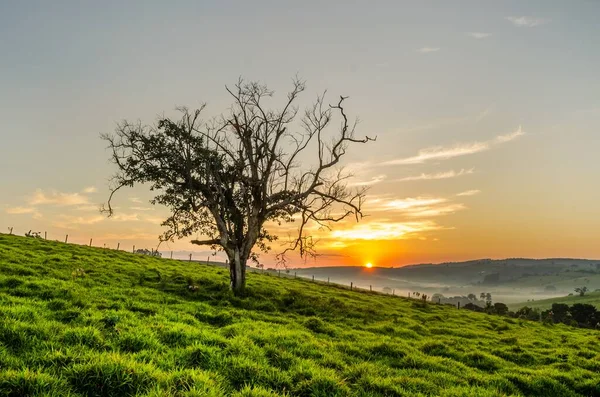 Magnifique Plan Coucher Soleil Avec Champ Vert Seul Arbre Premier — Photo