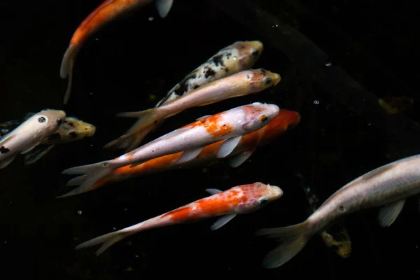 Sebuah Gambar Closeup Ikan Koi Berwarna Warni Berenang Kolam — Stok Foto