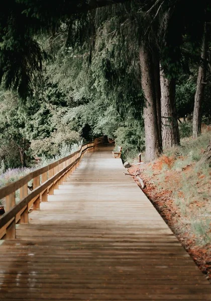 Uno Scenario Ipnotizzante Della Passerella Legno Tra Alberi Verdi — Foto Stock