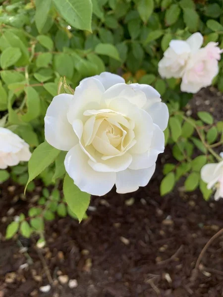 Primer Plano Vertical Enfoque Superficial Una Flor Rosa Blanca Parque — Foto de Stock
