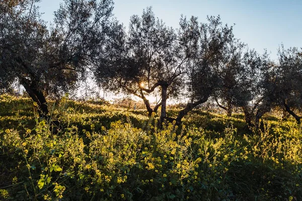 西班牙乡村橄榄树和蒲公英的图片 — 图库照片