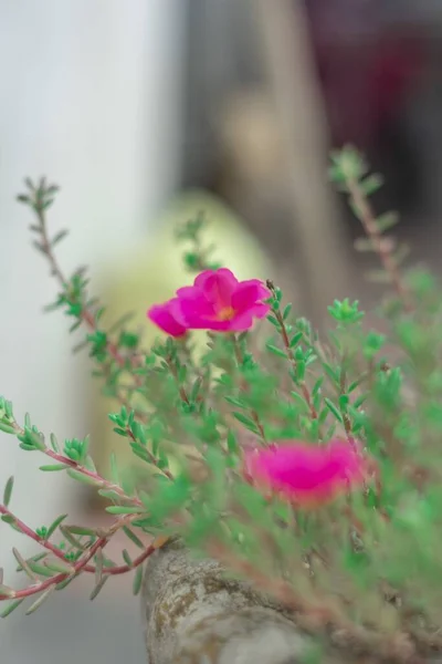 Pionowe Zdjęcie Ostrości Różowych Kwiatów Purslane Rosnących Krzewie — Zdjęcie stockowe