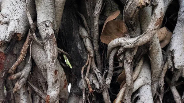 Ένα Κοντινό Πλάνο Φλοιούς Δέντρων Και Ρίζες Κατά Διάρκεια Της — Φωτογραφία Αρχείου