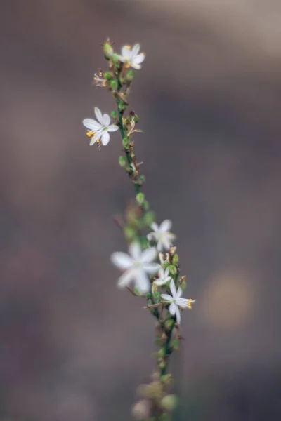 Vertical Selective Focus Shot Branch Stitchwort Flowers — Stock Photo, Image