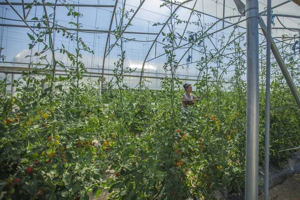 농학자 온실에서 자라고 토마토를 조사하고 — 스톡 사진
