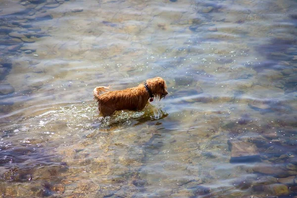 Wysoki Kąt Ujęcia Słodkiego Psa Bawiącego Się Jeziorze — Zdjęcie stockowe