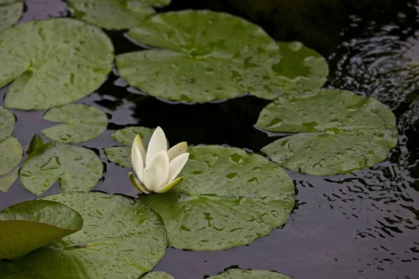 Close Shot Beautiful Water Lilies — Stock Photo, Image