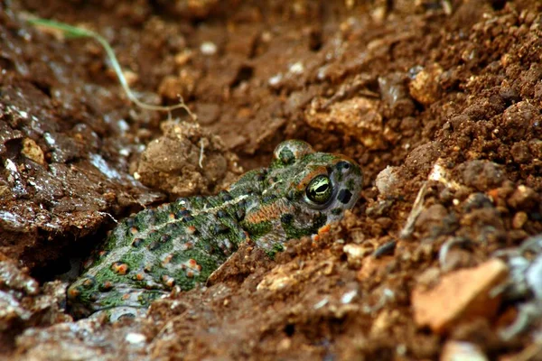Closeup Running Toad Epidalea Calamita Mediterranean Fauna Spain — Stock Photo, Image
