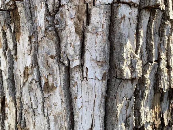 자연적 배경에 알맞은 햇빛이 내리쬐는 나무껍질을 클로즈업 — 스톡 사진