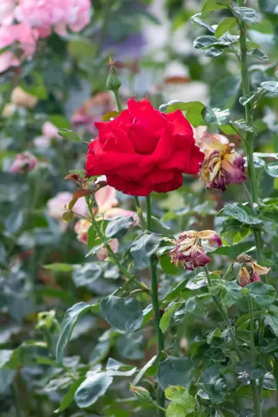 花园里的一朵红玫瑰的特写镜头 — 图库照片