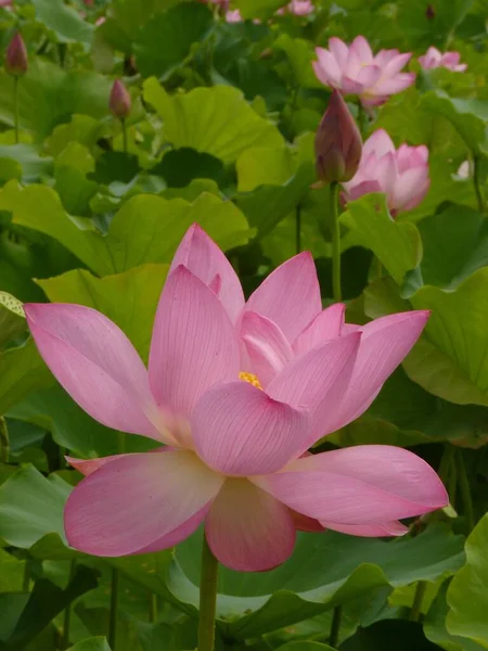 Крупный План Красивых Розовых Лепестков Лотоса — стоковое фото