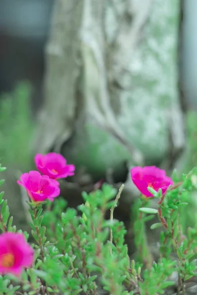 Vertical Selective Focus Shot Pink Purslane Flowers Growing Bush — Stock Photo, Image