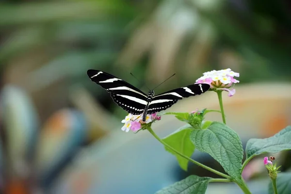 斑马长翼蝴蝶展翅展翅 浅粉色花朵的选择性聚焦镜头 — 图库照片
