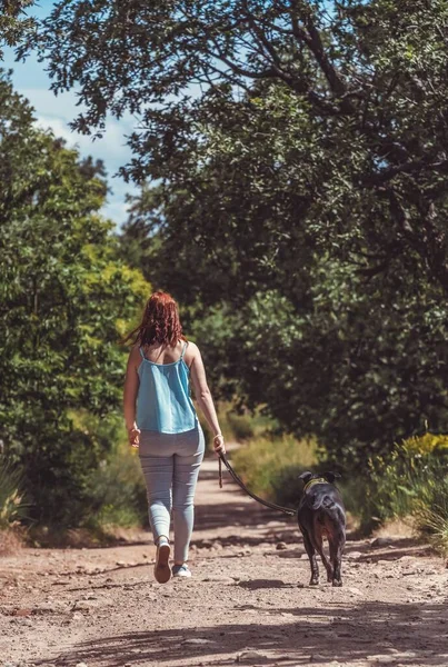 Disparo Vertical Una Hembra Caminando Con Staffordshire Bull Terrier Negro —  Fotos de Stock