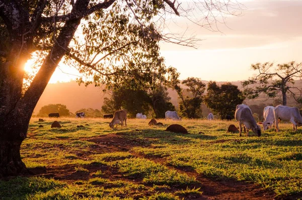 夕日を背景に木々が茂る野の白い牛の美しいショット — ストック写真