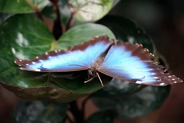 Ένα Κοντινό Πλάνο Μιας Μπλε Πεταλούδας Ανοιχτά Φτερά Ένα Φύλλο — Φωτογραφία Αρχείου