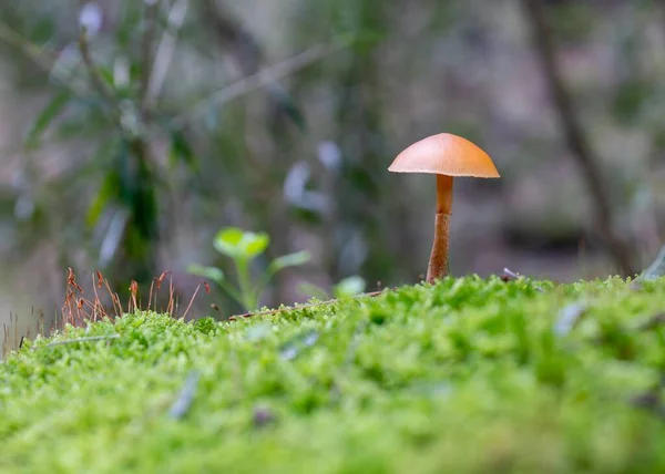 Closeup Shot Wild Mushroom Growing Grass Field — Stock Photo, Image