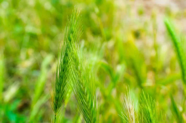 Primer Plano Hierba Cebada Verde Sobre Fondo Borroso —  Fotos de Stock