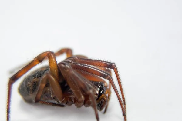 Egy Hamis Özvegy Pók Közelsége Szürke Háttérben Elszigetelt Fények Alatt — Stock Fotó