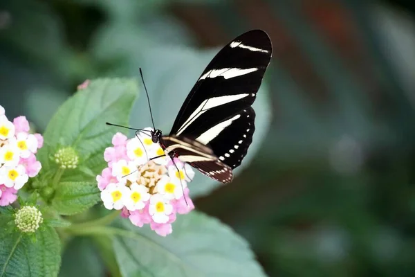 一只斑马长翼蝴蝶栖息在树叶环绕的浅粉色花朵上的特写镜头 — 图库照片