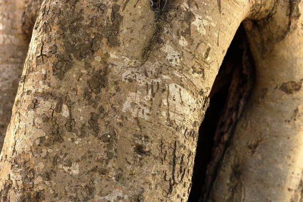 Mise Point Sélective Tronc Arbre Capturé Pendant Journée — Photo