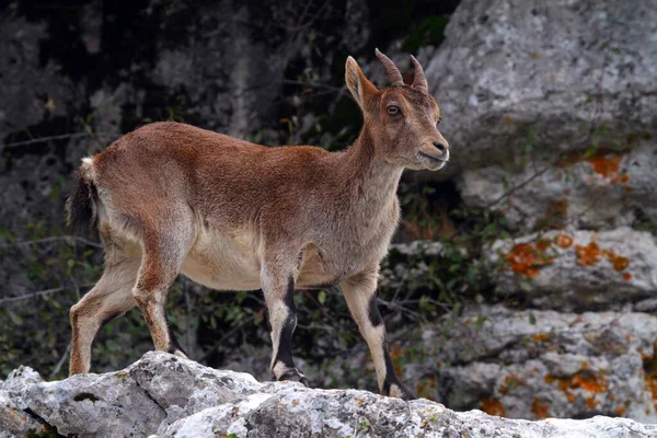 Cabra Montaña Reserva Natural Torcal España — Foto de Stock
