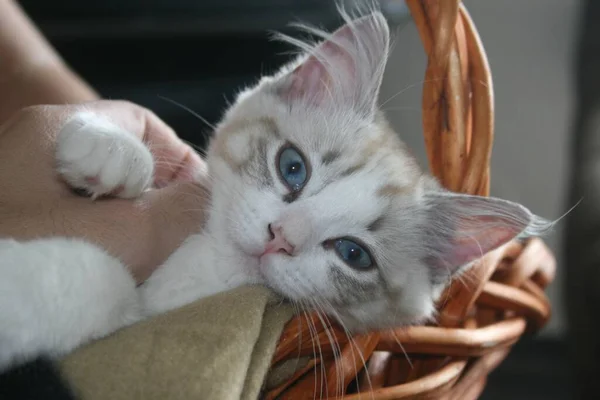 Крупный План Очаровательного Белого Котенка Голубыми Глазами Корзине — стоковое фото
