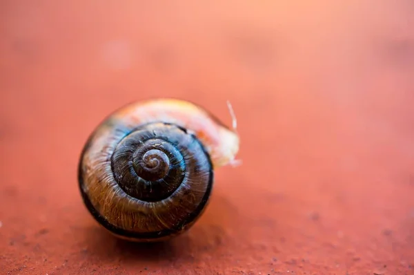 Detailní Záběr Šneka Červeném Povrchu — Stock fotografie