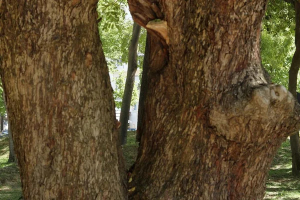 Selektivní Zaostření Snímku Kmene Stromu Pořízeného Během Dne — Stock fotografie