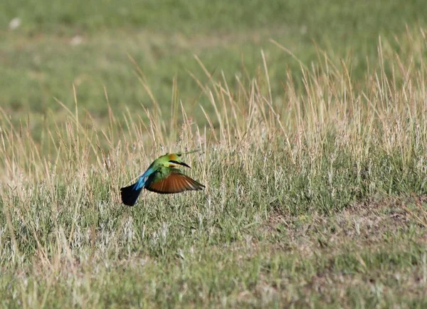 Ein Paradiesvogel Fliegt Über Ein Grünes Grasfeld — Stockfoto