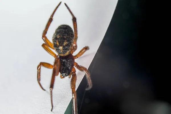 Gros Plan Une Fausse Veuve Araignée Sous Les Lumières Avec — Photo