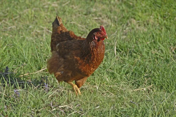 Bruine Kip Loopt Het Gras Boerderij — Stockfoto