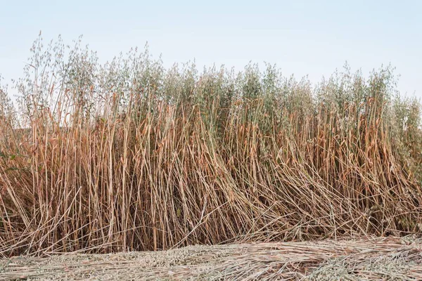 Ein Weizenfeld Der Landschaft Spaniens — Stockfoto